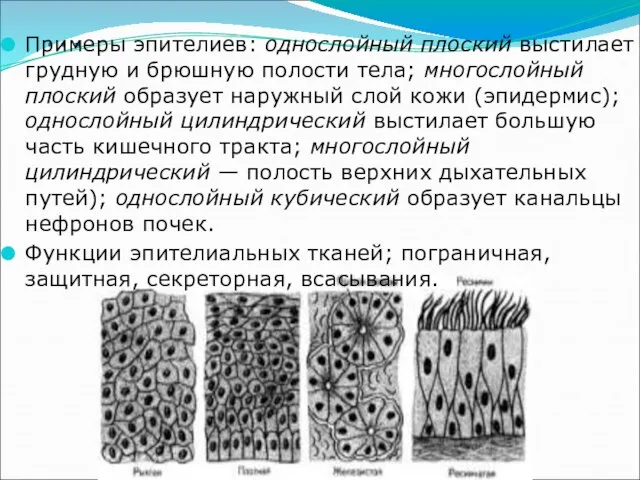 … Примеры эпителиев: однослойный плоский выстилает грудную и брюшную полости тела; многослойный