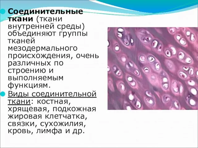 … Соединительные ткани (ткани внутренней среды) объединяют группы тканей мезодермального происхождения, очень