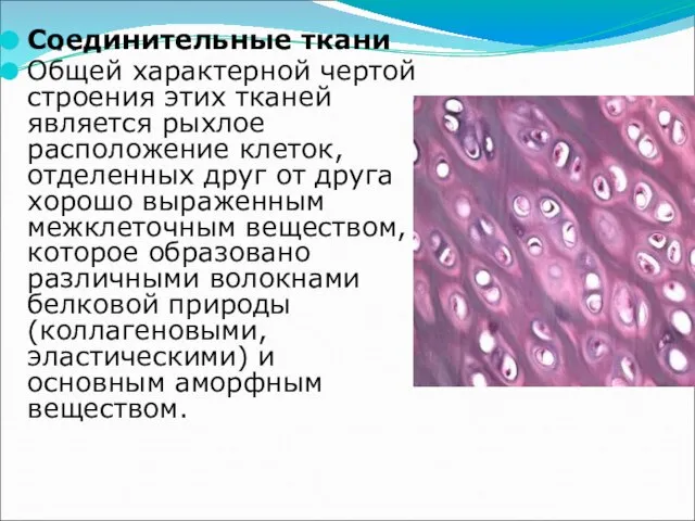 … Соединительные ткани Общей характерной чертой строения этих тканей является рыхлое расположение