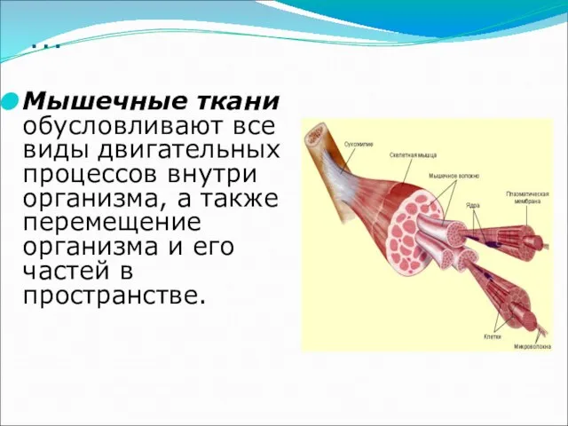 … Мышечные ткани обусловливают все виды двигательных процессов внутри организма, а также