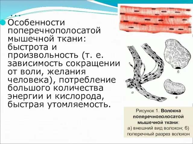 … Особенности поперечнополосатой мышечной ткани: быстрота и произвольность (т. е. зависимость сокращении