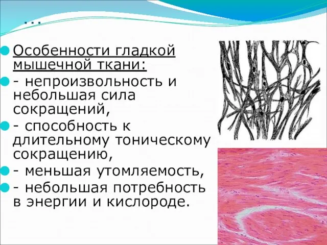 … Особенности гладкой мышечной ткани: - непроизвольность и небольшая сила сокращений, -