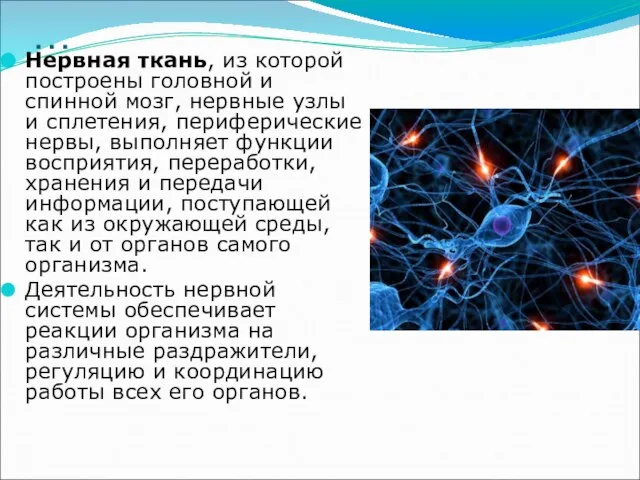 … Нервная ткань, из которой построены головной и спинной мозг, нервные узлы