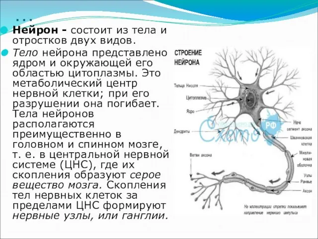 … Нейрон - состоит из тела и отростков двух видов. Тело нейрона