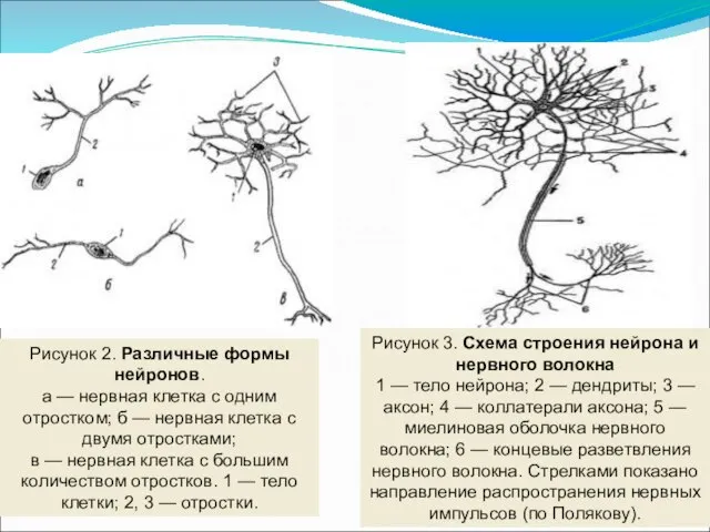 Рисунок 2. Различные формы нейронов. а — нервная клетка с одним отростком;