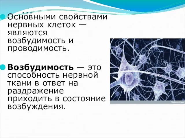 … Основными свойствами нервных клеток — являются возбудимость и проводимость. Возбудимость —