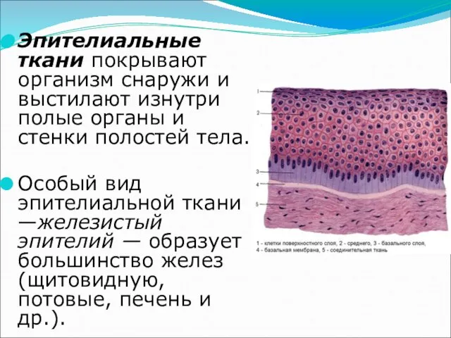 … Эпителиальные ткани покрывают организм снаружи и выстилают изнутри полые органы и