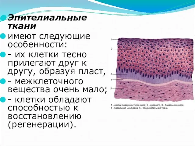 … Эпителиальные ткани имеют следующие особенности: - их клетки тесно прилегают друг