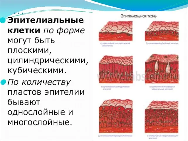 … Эпителиальные клетки по форме могут быть плоскими, цилиндрическими, кубическими. По количеству