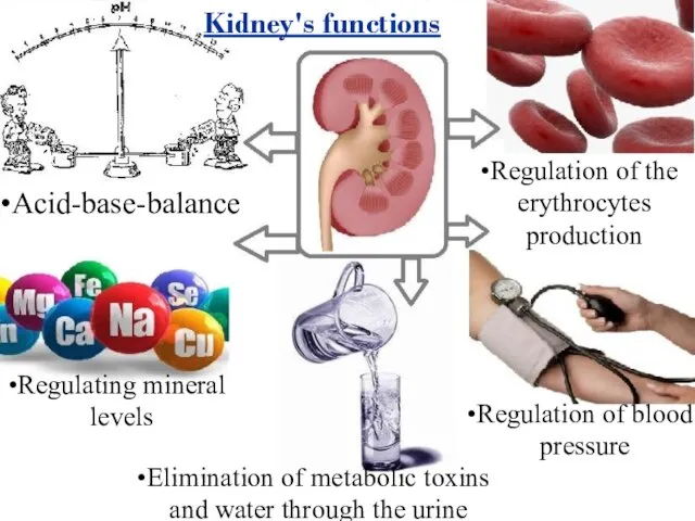 Regulation of blood pressure Elimination of metabolic toxins and water through the