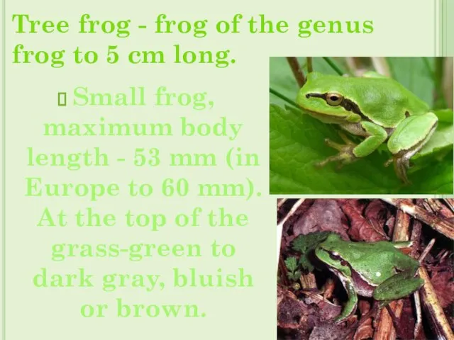 Tree frog - frog of the genus frog to 5 cm long.