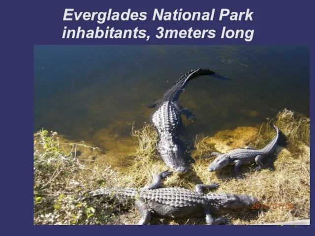 Everglades National Park inhabitants, 3meters long