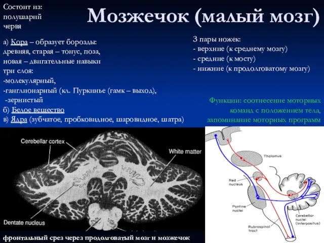 фронтальный срез через продолговатый мозг и мозжечок Мозжечок (малый мозг) Функции: соотнесение