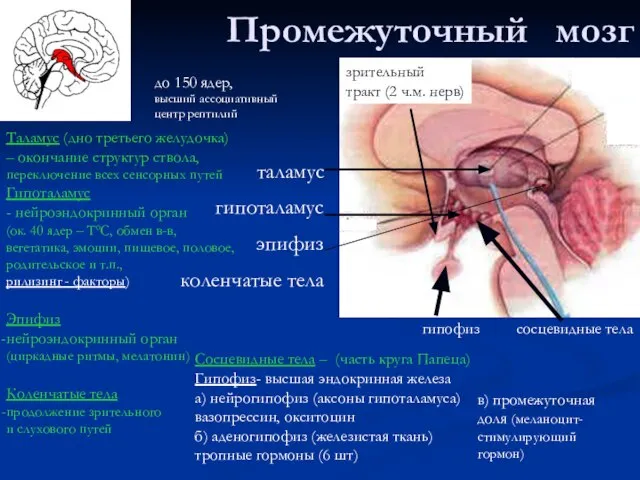 Промежуточный мозг таламус гипоталамус эпифиз коленчатые тела сосцевидные тела гипофиз зрительный тракт