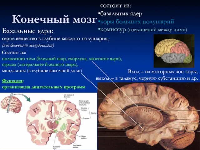 Конечный мозг состоит из: базальных ядер коры больших полушарий комиссур (соединений между
