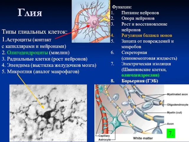 Глия Типы глиальных клеток: 1.Астроциты (контакт с капиллярами и нейронами) 2. Олигодендроциты