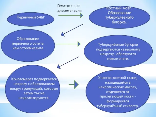 Гематогенная диссеменация Первичный очаг Костный мозг. Образование туберкулезного бугорка. Образование первичного остита