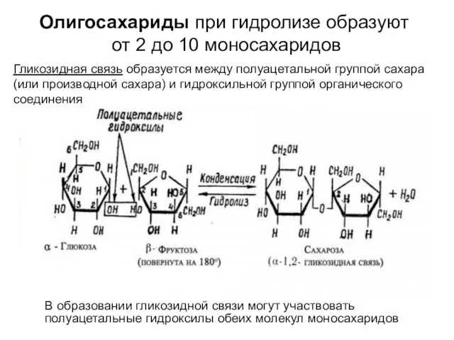 Олигосахариды при гидролизе образуют от 2 до 10 моносахаридов В образовании гликозидной