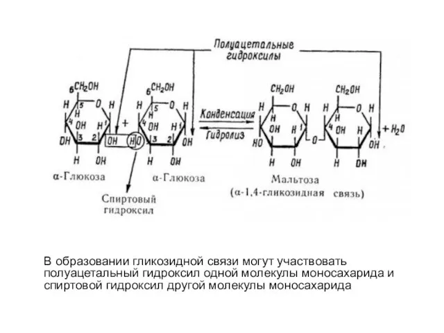 В образовании гликозидной связи могут участвовать полуацетальный гидроксил одной молекулы моносахарида и