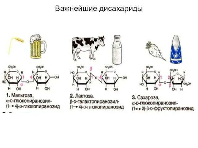 Важнейшие дисахариды