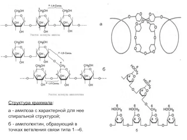 Структура крахмала: а - амилоза с характерной для нее спиральной структурой; б