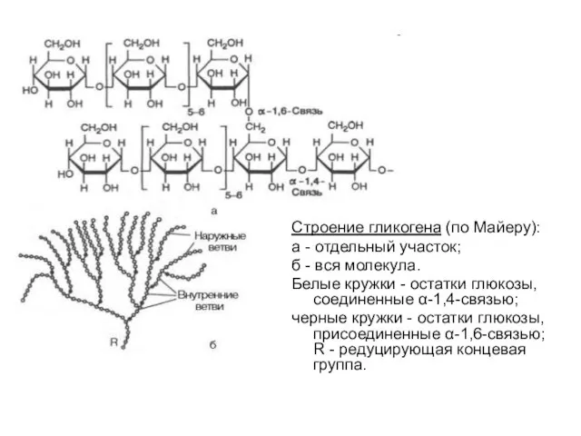 Строение гликогена (по Майеру): а - отдельный участок; б - вся молекула.