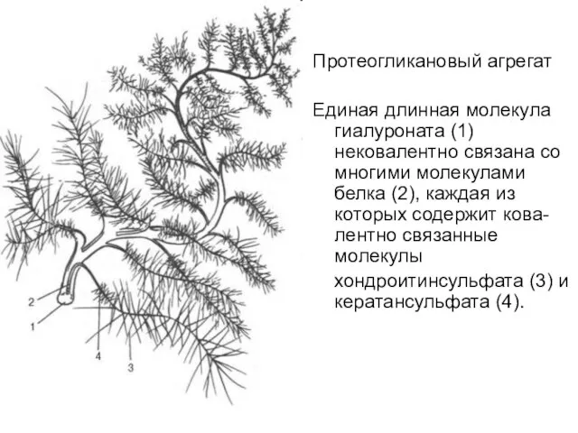 Протеогликановый агрегат Единая длинная молекула гиалуроната (1) нековалентно связана со многими молекулами