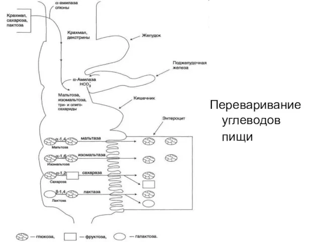 Переваривание углеводов пищи