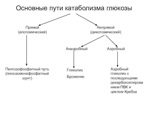 Основные пути катаболизма глюкозы Прямой (апотомический) Непрямой (дихотомический) Анаэробный Аэробный Пентозофосфатный путь