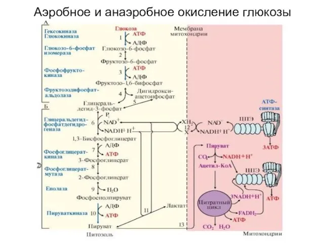 Аэробное и анаэробное окисление глюкозы