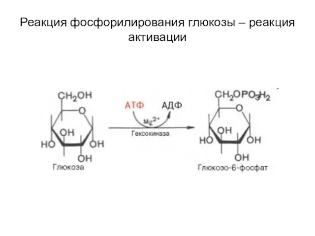 Реакция фосфорилирования глюкозы – реакция активации
