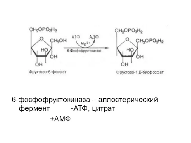 6-фосфофруктокиназа – аллостерический фермент -АТФ, цитрат +АМФ