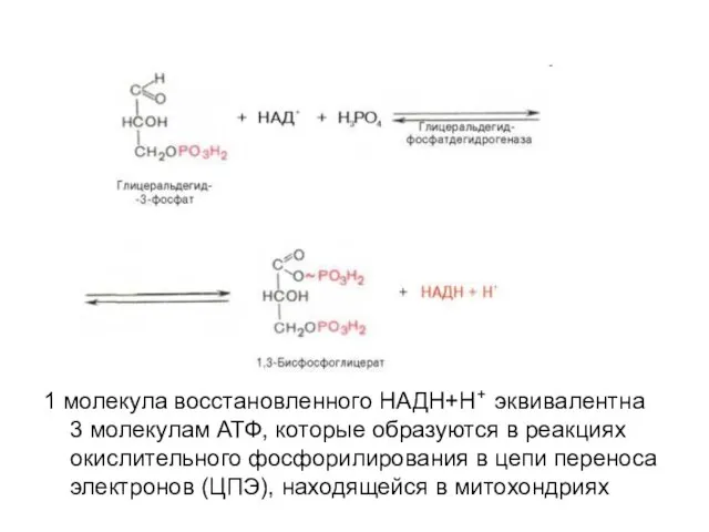 1 молекула восстановленного НАДН+Н+ эквивалентна 3 молекулам АТФ, которые образуются в реакциях