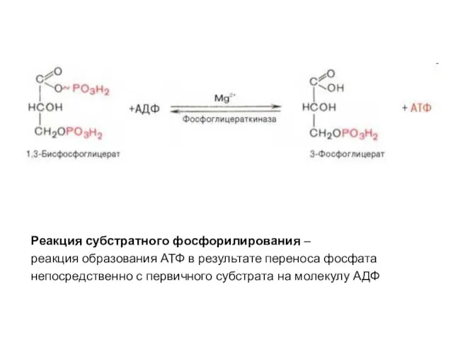 Реакция субстратного фосфорилирования – реакция образования АТФ в результате переноса фосфата непосредственно