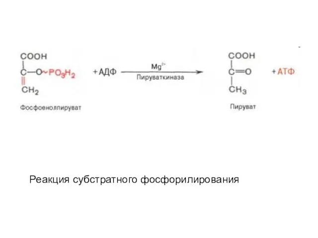 Реакция субстратного фосфорилирования