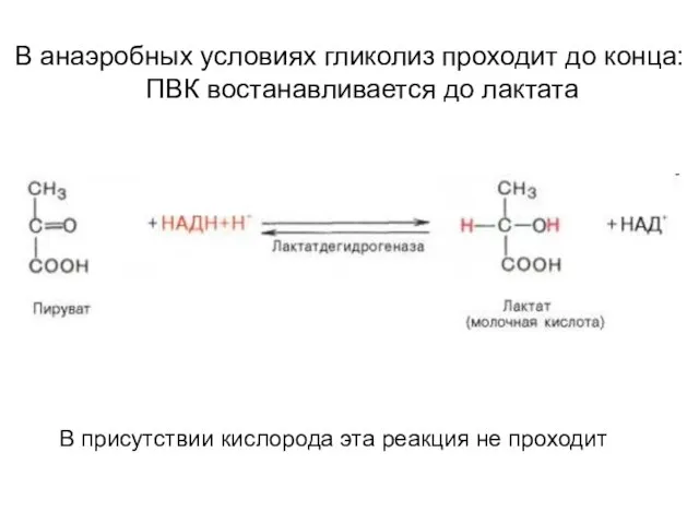 В анаэробных условиях гликолиз проходит до конца: ПВК востанавливается до лактата В