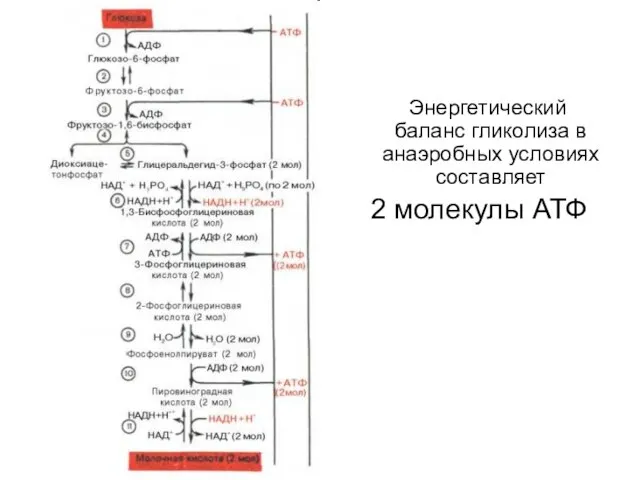 Энергетический баланс гликолиза в анаэробных условиях составляет 2 молекулы АТФ