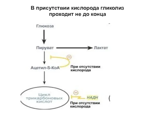 В присутствии кислорода гликолиз проходит не до конца