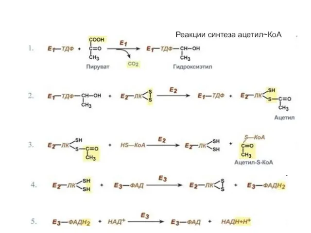 Реакции синтеза ацетил~КоА