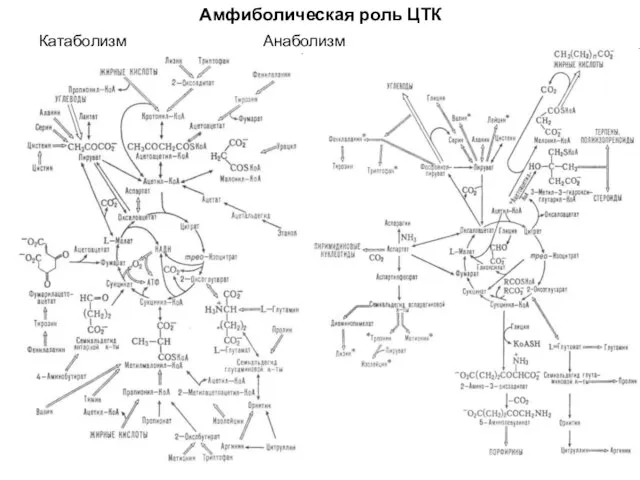 Амфиболическая роль ЦТК Катаболизм Анаболизм