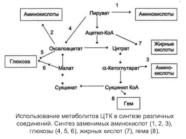 Использование метаболитов ЦТК в синтезе различных соединений. Синтез заменимых аминокислот (1, 2,