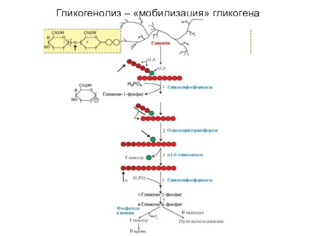 Гликогенолиз – «мобилизация» гликогена