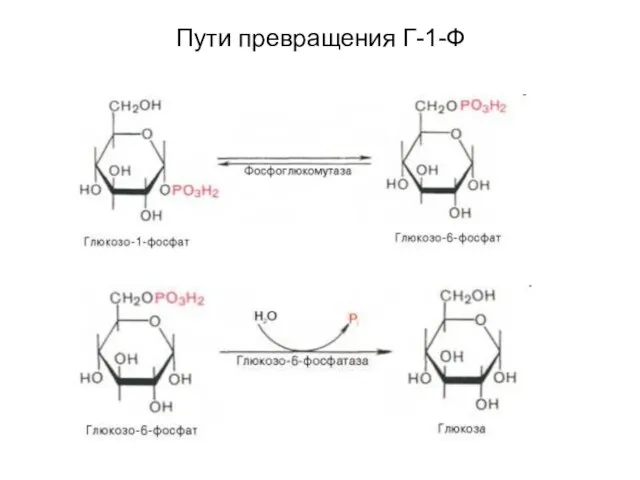 Пути превращения Г-1-Ф