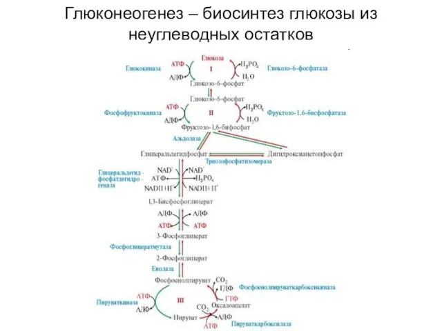 Глюконеогенез – биосинтез глюкозы из неуглеводных остатков