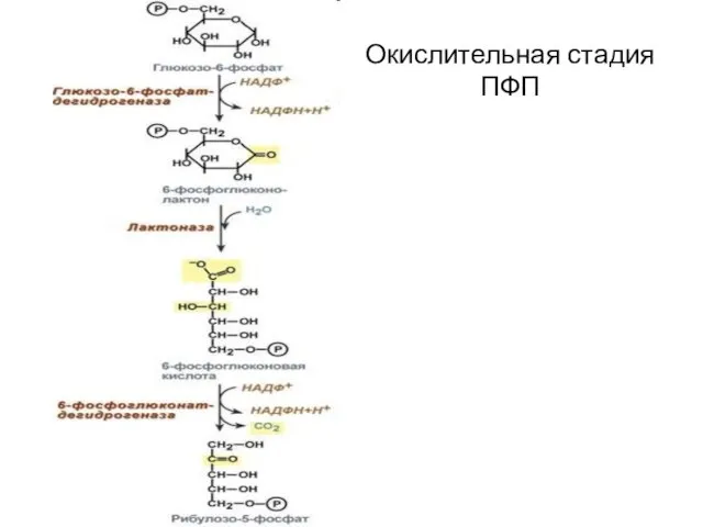 Окислительная стадия ПФП