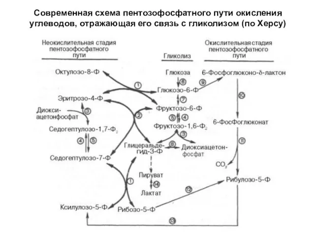 Современная схема пентозофосфатного пути окисления углеводов, отражающая его связь с гликолизом (по Херсу)