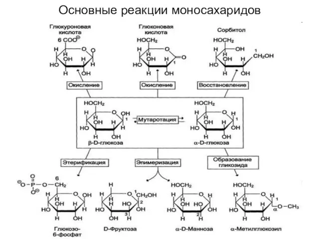 Основные реакции моносахаридов