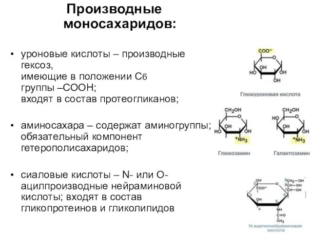 Производные моносахаридов: уроновые кислоты – производные гексоз, имеющие в положении С6 группы