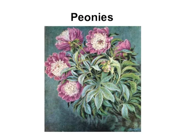 Peonies