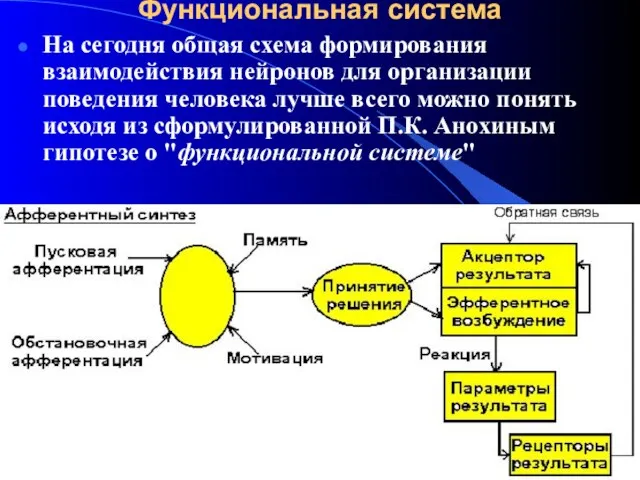 Функциональная система На сегодня общая схема формирования взаимодействия нейронов для организации поведения